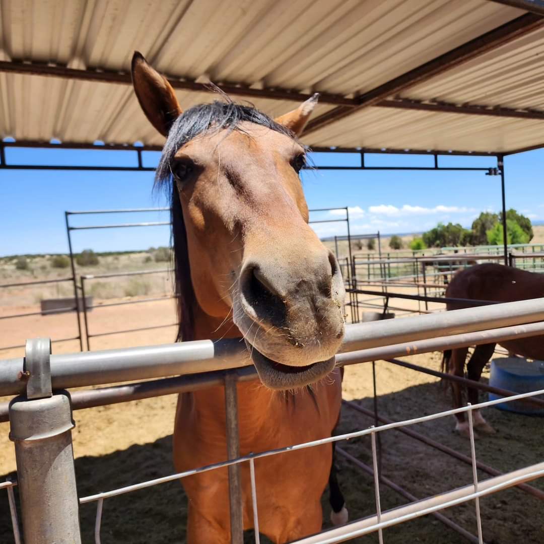 Cesar Rescued from Iraq originally